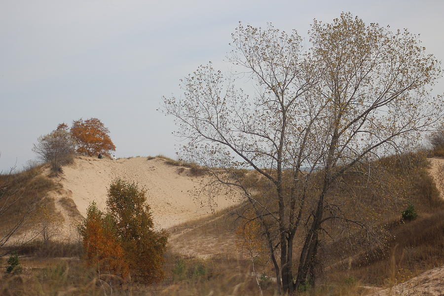 Kohler-andrae State Park Photograph - Dunes Along Lake Michigan by Callen Harty Kohler-andrae State Park Photograph - Dunes Along Lake Michigan by Callen Harty