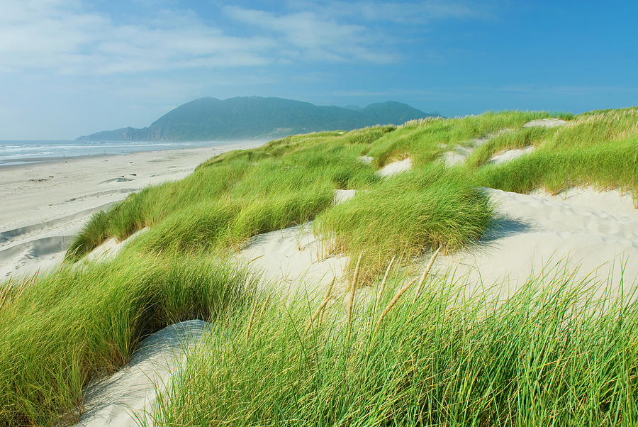 Dunes And Dune Grass At Nehalem State Photograph by Alan Majchrowicz