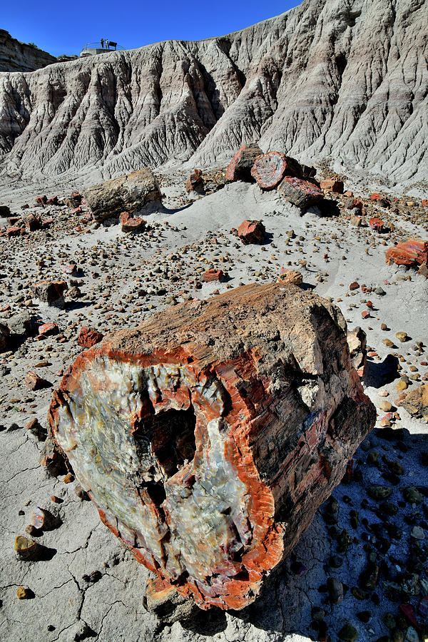 Dunes And Petrified Wood In Jasper Forest Photograph