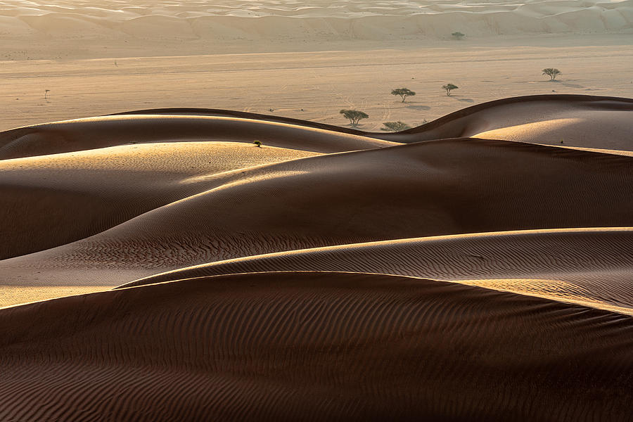 Dunes Photograph by Dieter Reichelt