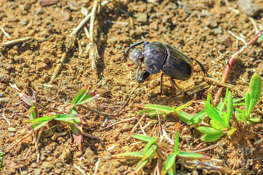 Dung beetle South Africa Photograph by Benny Marty