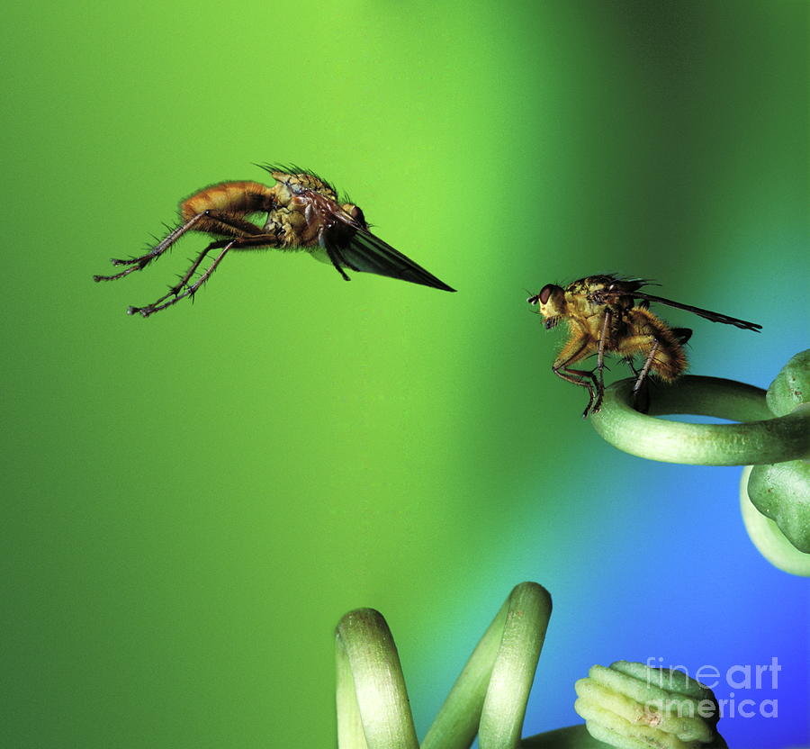 Wildlife Photograph - Dung Flies by Dr. John Brackenbury/science Photo Library