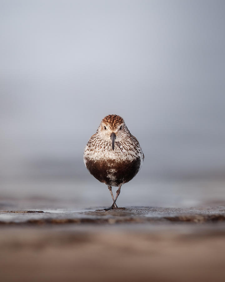 Wildlife Photograph - Dunlin At The Edge Of The Water by Magnus Renmyr