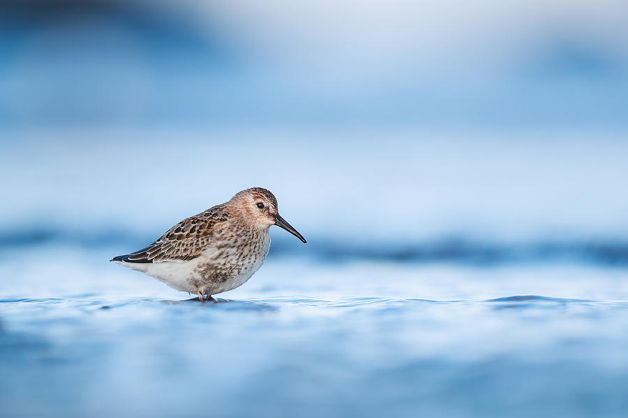 Wildlife Photograph - Dunlin During Autumn Migration by Magnus Renmyr