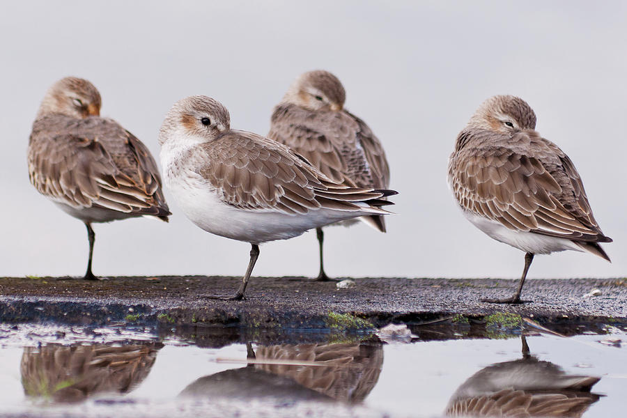 Bird Photograph - Dunlins by Hiroyuki Uchiyama