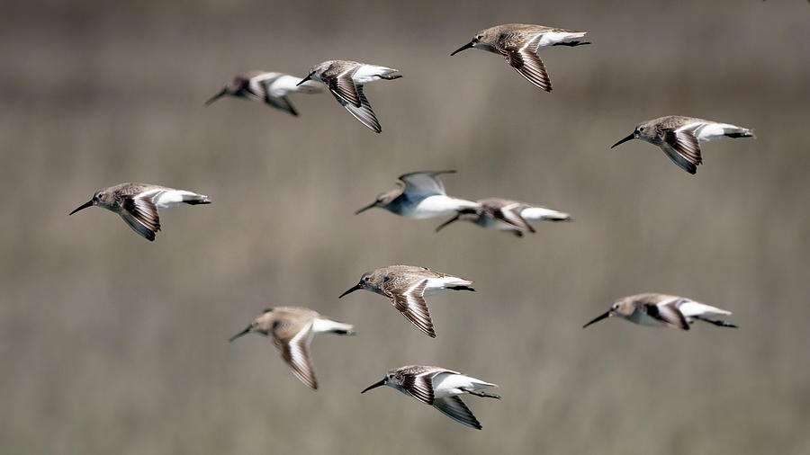 Dunlins by Van Sutherland Dunlins by Van Sutherland