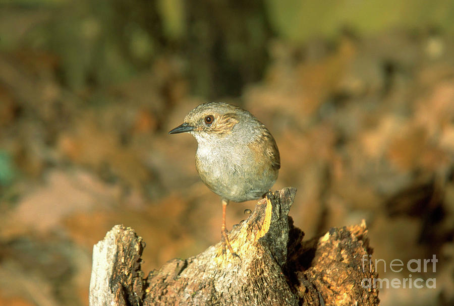 Dunnock Bird Photograph by Brian Gadsby/science Photo Library