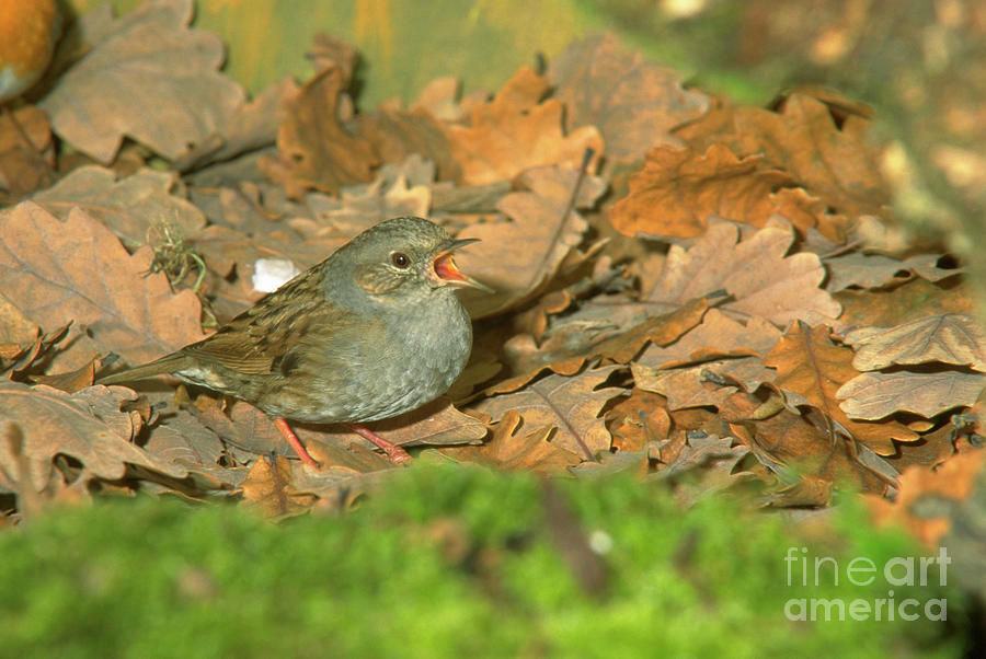 Dunnock Bird On Fallen Leaves Photograph by Brian Gadsby/science Photo Library