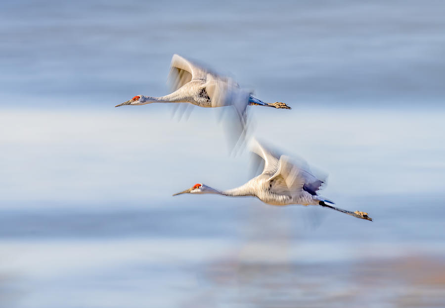 Duo Cranes Flying Photograph by Gary Hu - Fine Art America