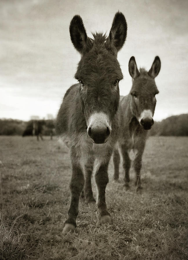 Animal Photograph - Duo by Wiff Harmer