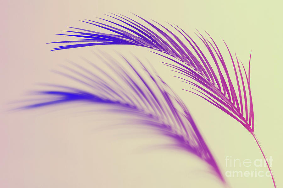 Duotone background of tropical palm leaves Photograph by Michal Bednarek