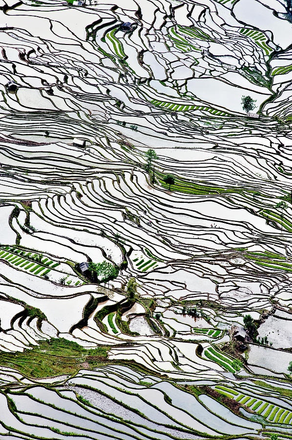 Duoyishu Rice Terrace, China Photograph by Mark Edward Harris