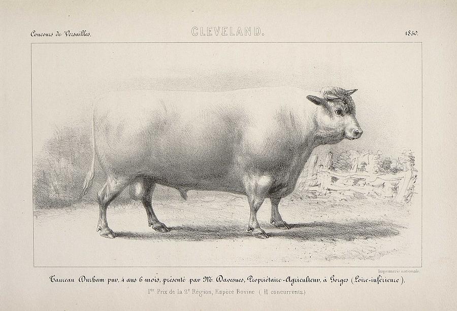 Durham Painting - Durham bull raised in Gorges  Loire-Atlantique  by Celestial Images