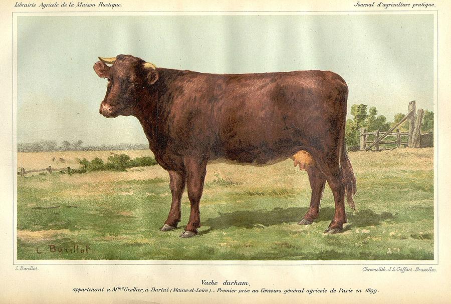 Nature Painting - Durham cow 1899 by Celestial Images