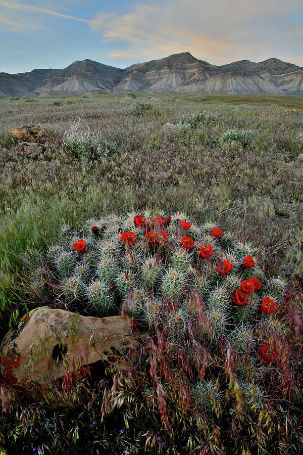 Dusk Color over Cacti Bloom in Book Cliffs Photograph by Ray Mathis