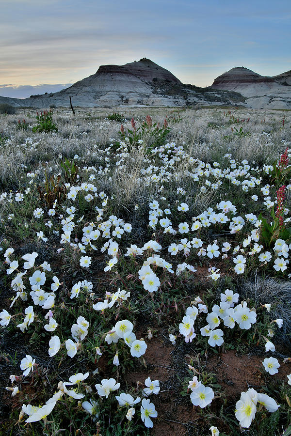 Dusk comes to Ruby Mountain Wildflowers Photograph by Ray Mathis