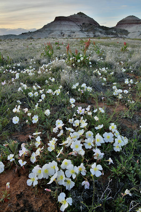 Dusk on Desert Roses in Ruby Mountain Photograph by Ray Mathis