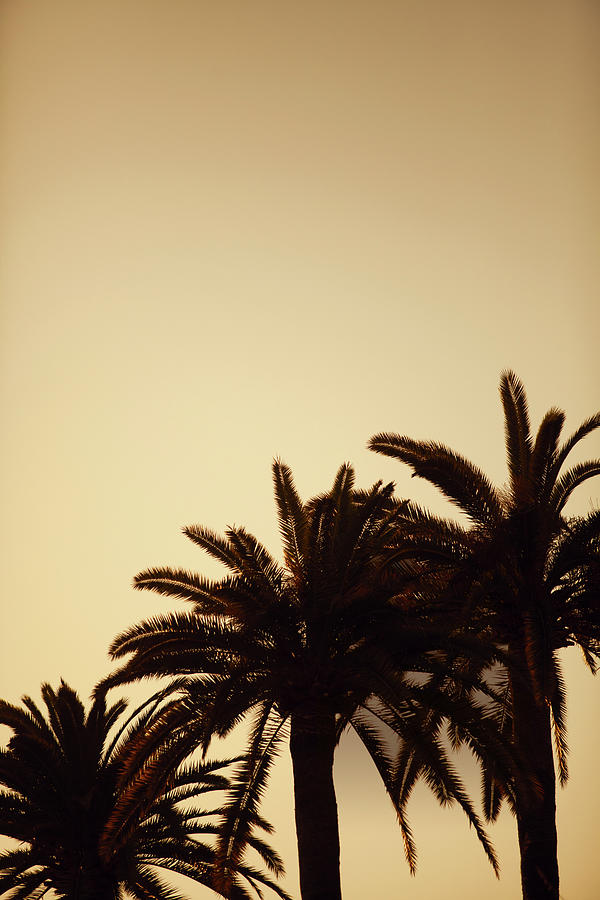 Dusk View Of Palm Trees In French Riviera, Monaco Photograph by Jalag