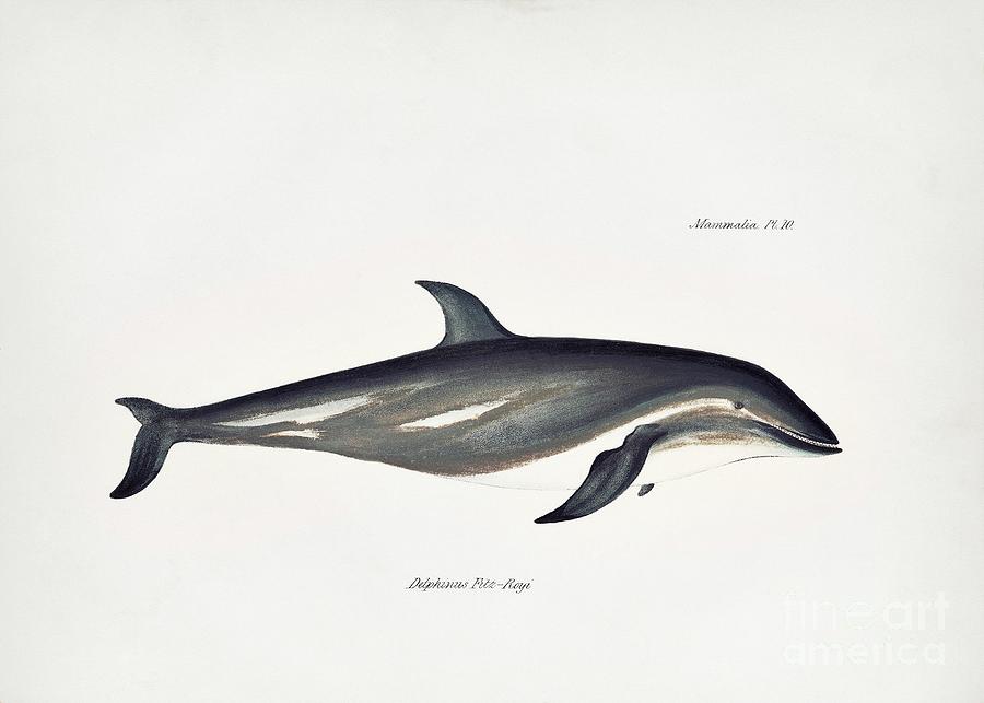 Dusky Dolphin Photograph by Library Of Congress, Rare Book And Special Collections Division/science Photo Library