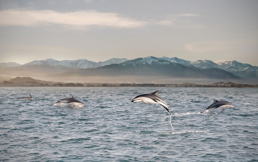 Dusky Dolphins At Play Photograph by Verity E. Milligan