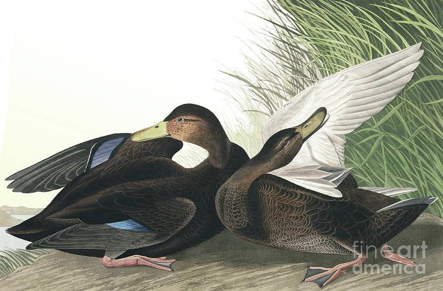 Dusky Duck, Anas Obscura by Audubon Painting by John James Audubon