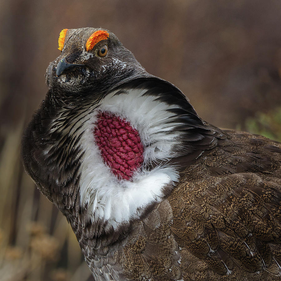 Dusky Grouse On May Morning Photograph by Yeates Photography
