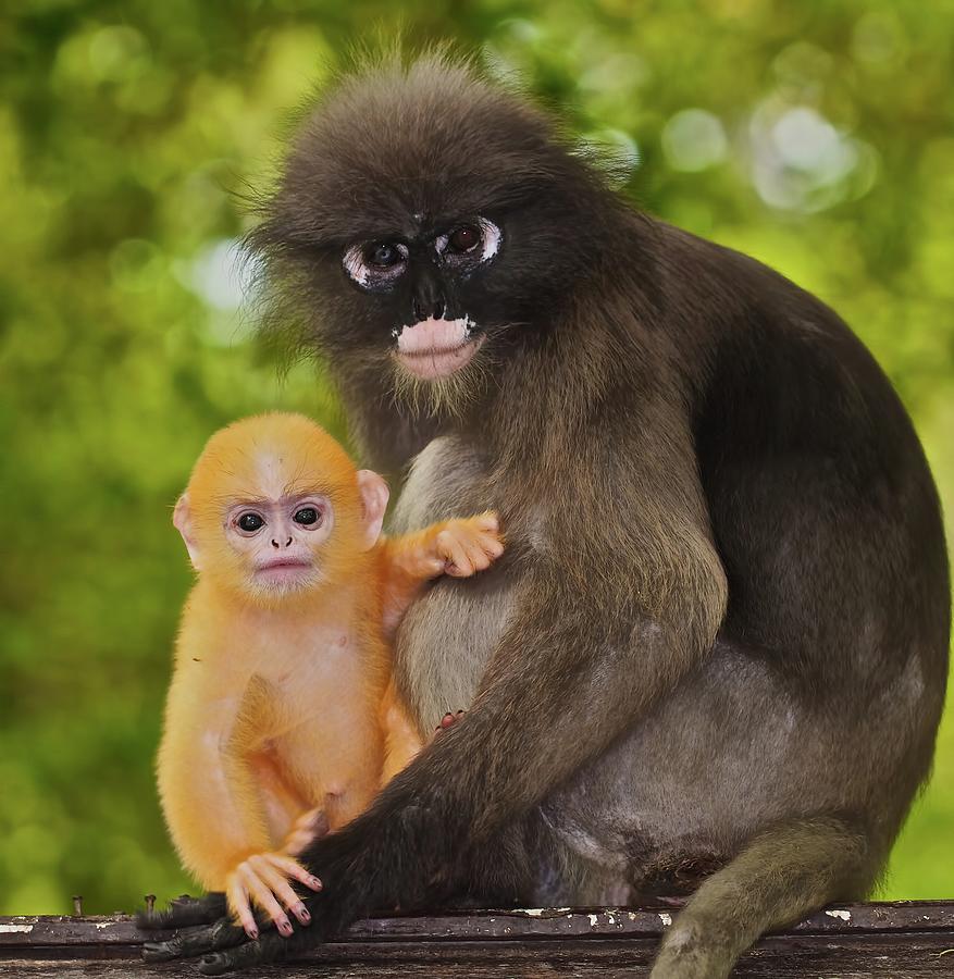 Dusky Langur With Young Infant Photograph by Troup Dresser