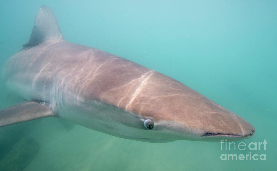 Dusky shark Carcharhinus obscurus w Photograph by Hagai Nativ