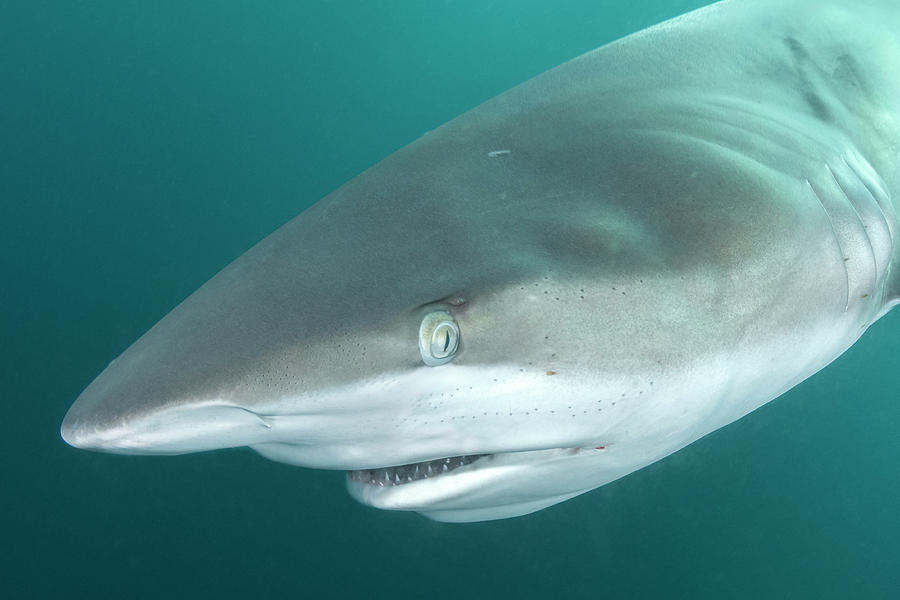 Dusky Shark Portrait. Wild Coast, Eastern Cape, South Africa Photograph ...