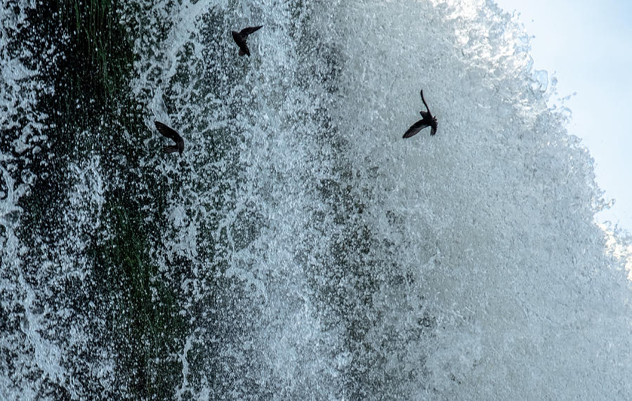 Dusky Swifts Diving Through the Falls Photograph by Mark Hunter
