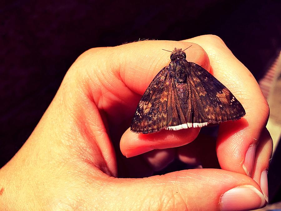 Butterfly Photograph - Duskywing Skipper, Erynnis Funeralis by Danielle Rosaria Butterfly Photograph - Duskywing Skipper, Erynnis Funeralis by Danielle Rosaria