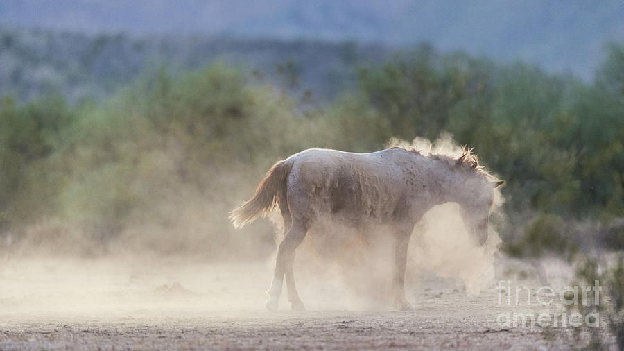 Dust Bath Photograph by Shannon Hastings