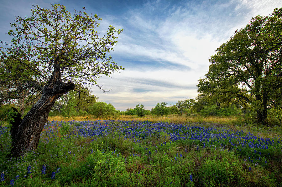 Texas Hill Country Dusk  Photograph by Harriet Feagin