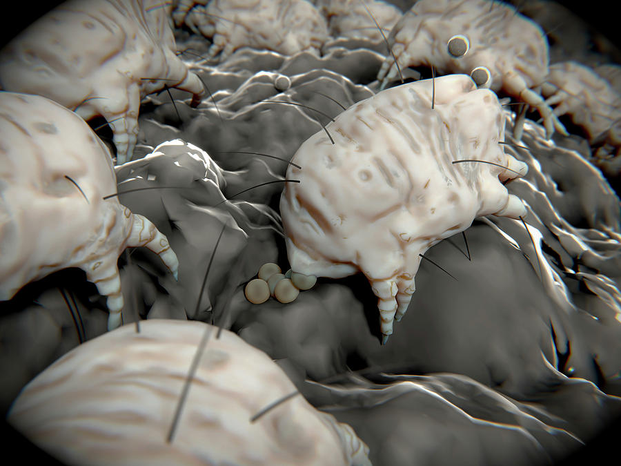 Dust Mite Laying Eggs Photograph by Juan Gaertner