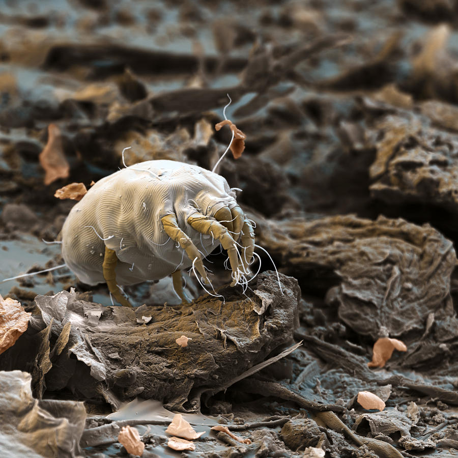 Dust Mite, Sem Photograph by Oliver Meckes EYE OF SCIENCE