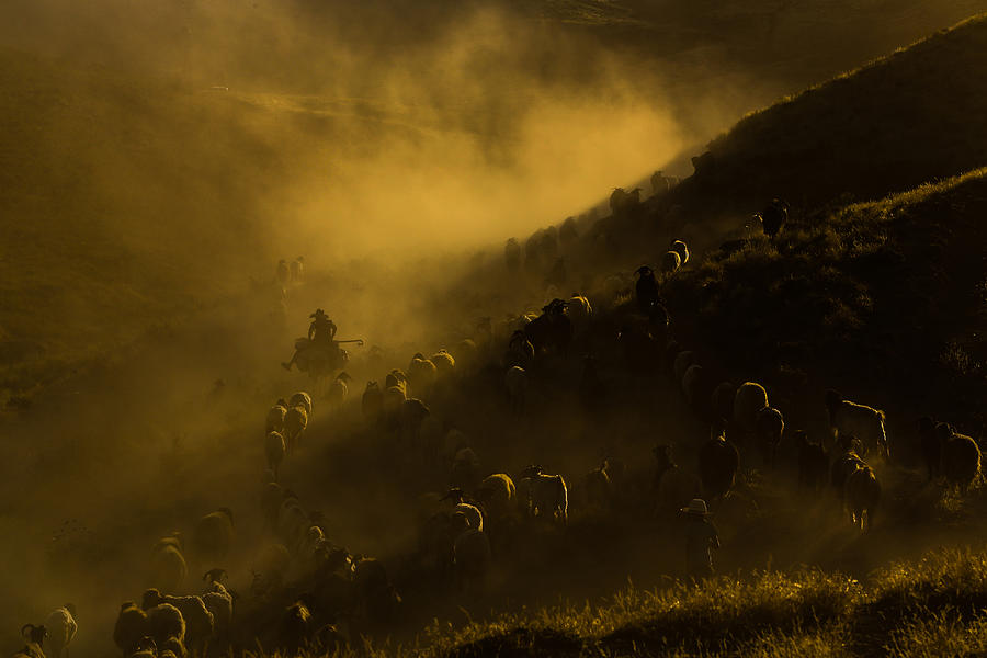 Sheep Photograph - Dusty Trip by Ummu Nisan Kandilcioglu