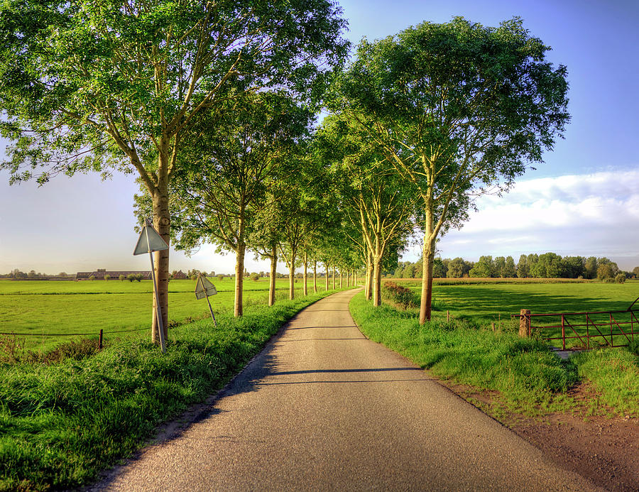 Dutch Country Road During Summer Photograph by Tjarko Evenboer / The Netherlands