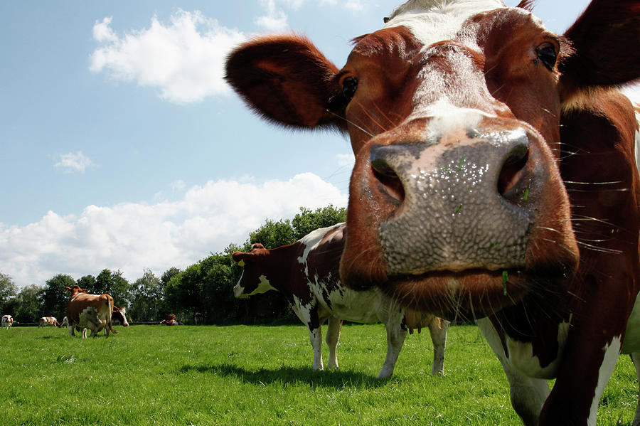 Dutch Cow Photograph by Digitalimagination