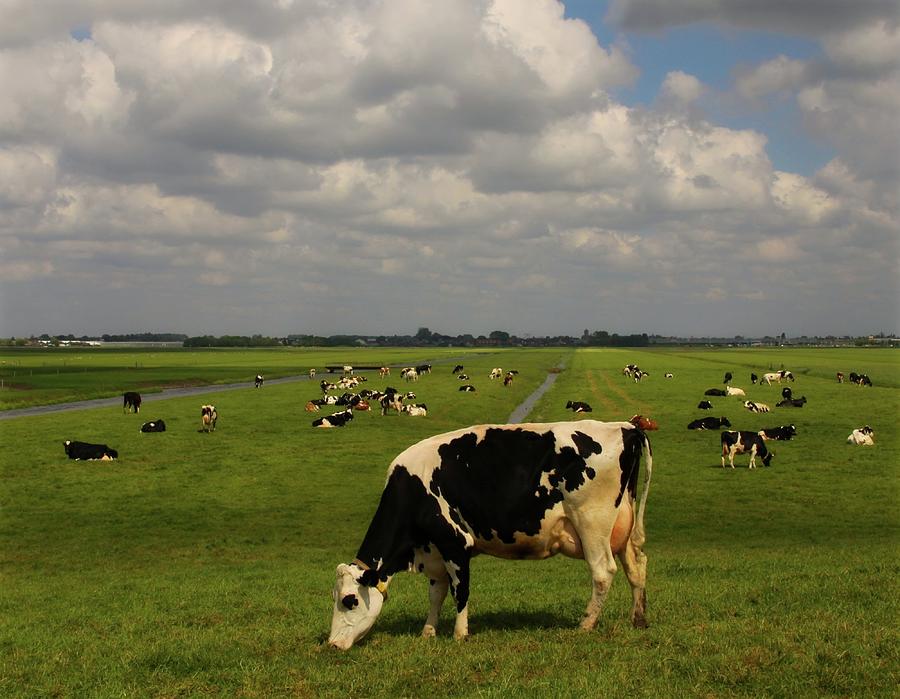 Dutch Cows Photograph by Mieneke Andeweg-van Rijn