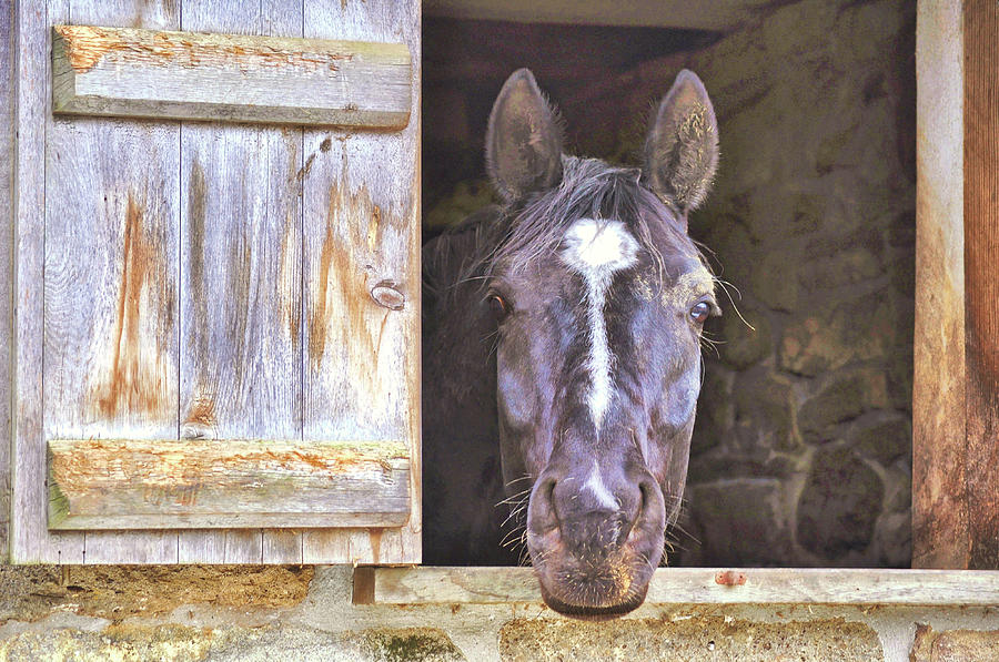 Barn Photograph - Dutch Door by JAMART Photography