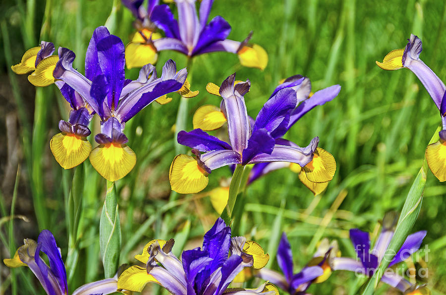 Flower Photograph - Dutch Iris in Purple and Yellow by Sue Smith