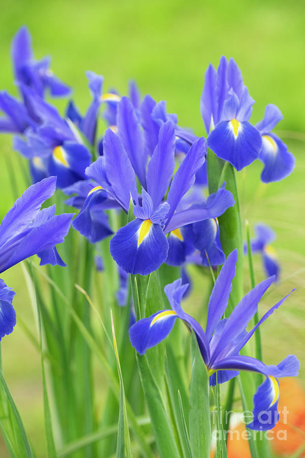 Dutch iris Professor Blaauw Flowers Photograph by Tim Gainey