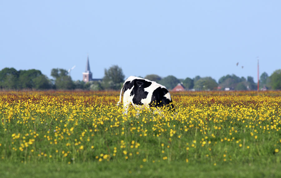 Dutch Landscape With Cow Photograph by Marcel Ter Bekke