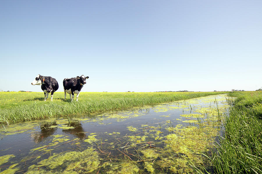 Dutch Pasture Photograph by Marcel Ter Bekke