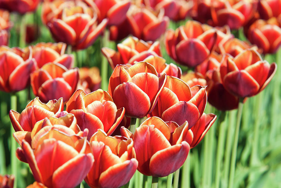 Dutch Red Tulips Close Up Photograph by Cirano83