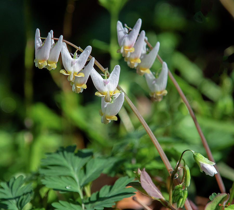 Dutchman's Breeches DFL0953 by Gerry Gantt Dutchman's Breeches DFL0953 by Gerry Gantt