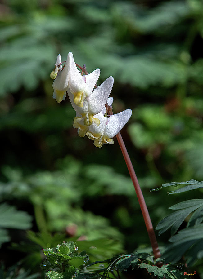 Dutchmans Breeches DFL0958 by Gerry Gantt Dutchmans Breeches DFL0958 by Gerry Gantt