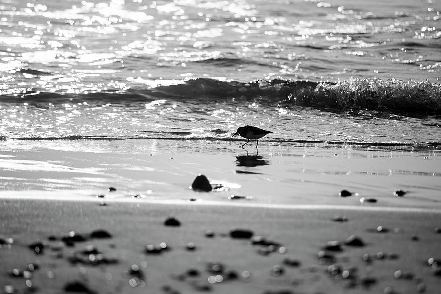 Duxbury Beach Sandpiper at Sunrise Duxbury MA Black and White Photograph by Toby McGuire