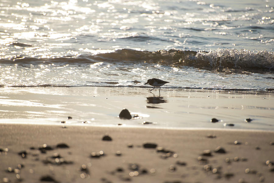 Duxbury Beach Sandpiper at Sunrise Duxbury MA Photograph by Toby McGuire