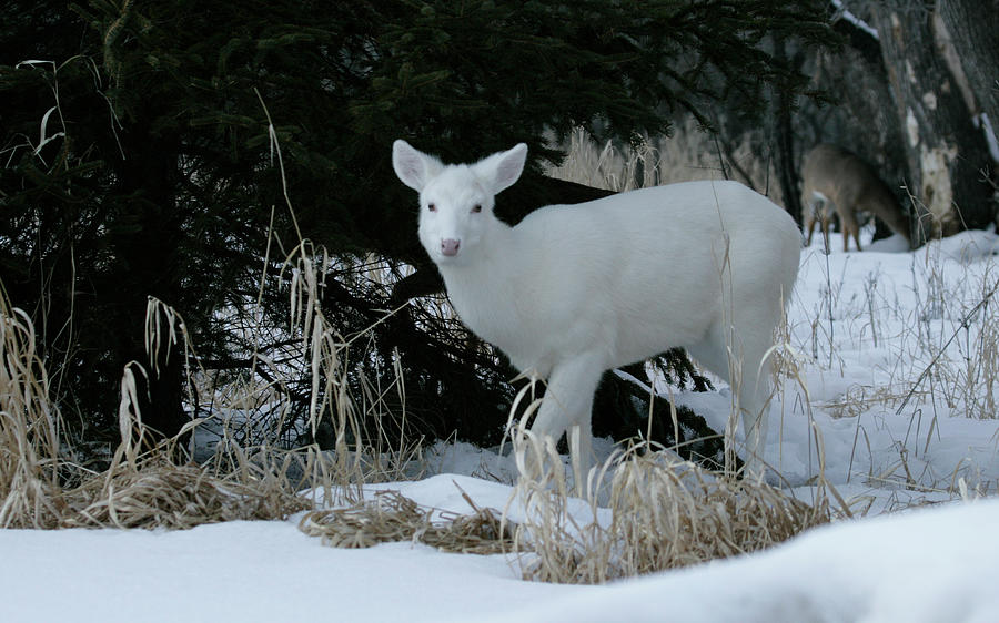 DW8 White Deer With Her Doe In Background Photograph by Judy Syring ...